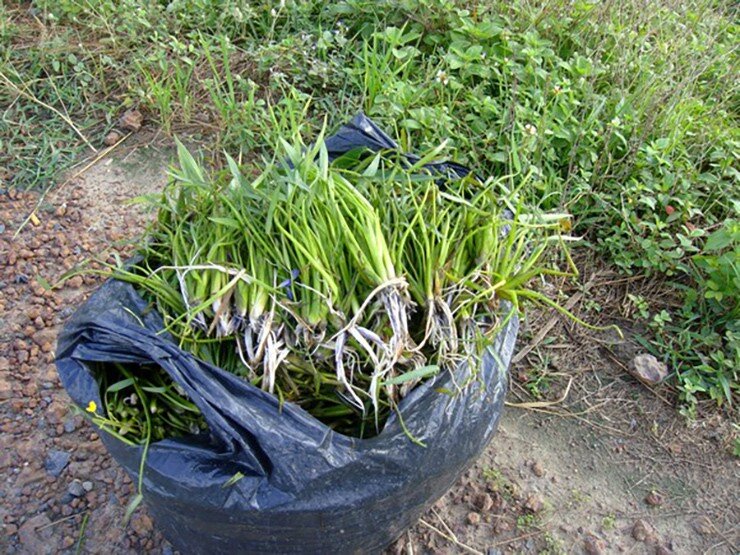 Cây dại mọc bờ mương, nay thành đặc sản nổi tiếng trồng 2 tháng cho thu hoạch, giá 65.000 đồng/kg được ưa chuộng ở thành phố - 3