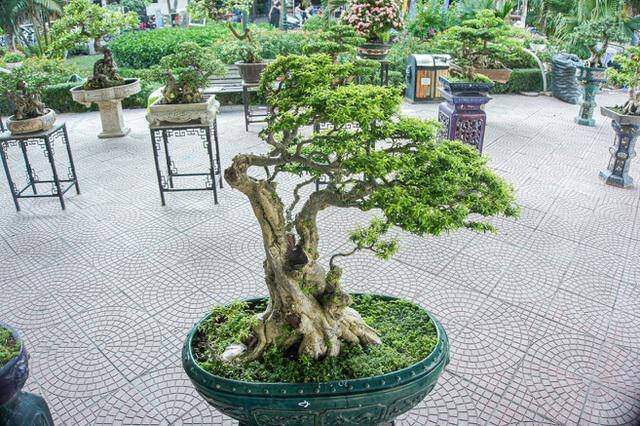 Cây dại ở hàng rào amp;#34;lên chậuamp;#34; thành bonsai, tỏa mùi thơm đặc biệt và mang lại tài lộc, có cây 1,2 tỷ đồng - 3