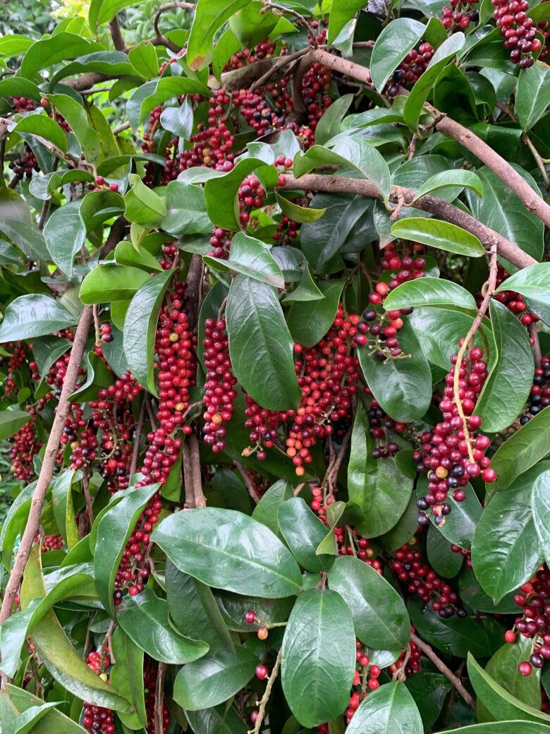 Loại quả mọc bờ rào xưa chín rụng đầy nay thành đặc sản giá 50.000 đ/kg, trồng một lần thu hoạch nhiều năm, nổi tiếng khắp nơi - 4
