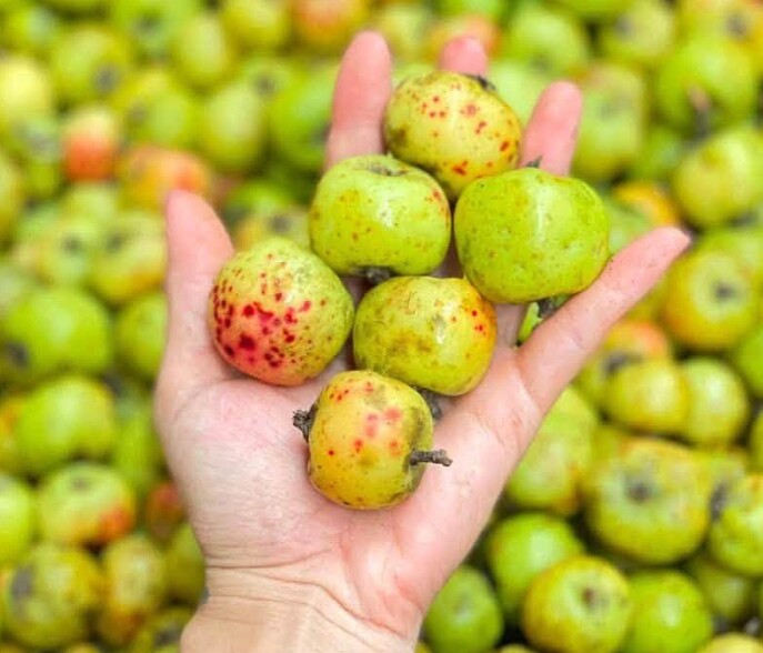 Loại quả xưa chín rụng đầy gốc nay thành đặc sản 180.000 đ/kg, trồng một lần thu hoạch nhiều năm, người thành phố ưa chuộng - 2
