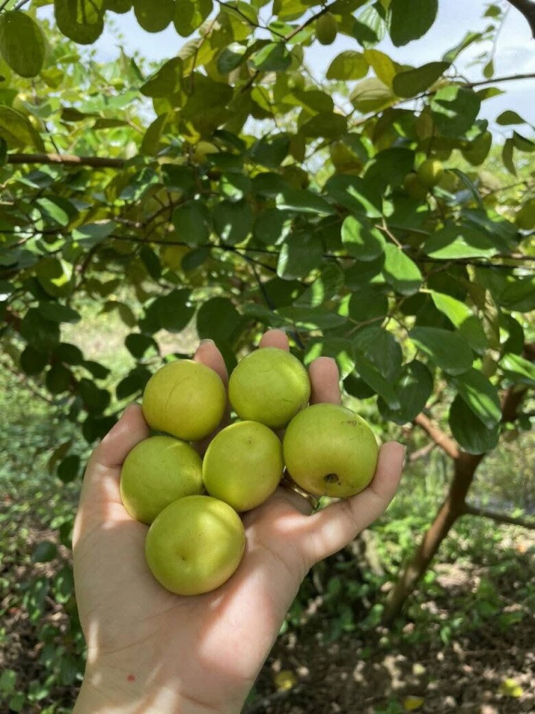Loại quả mọc bờ rào xưa chín rụng đầy nay thành đặc sản 70.000 đ/kg, trồng một lần thu hoạch nhiều năm, được ưa chuộng ở thành phố - 2