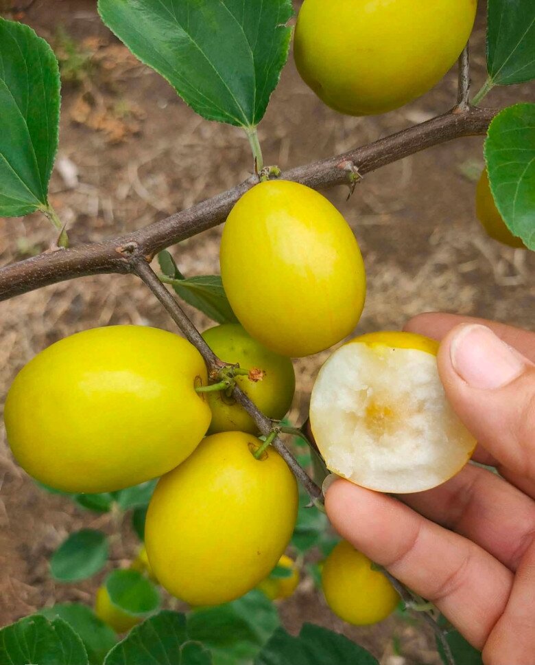 Loại quả mọc bờ rào xưa chín rụng đầy nay thành đặc sản 45.000 đ/kg, trồng một lần thu hoạch nhiều năm, người thành phố ưa chuộng - 3