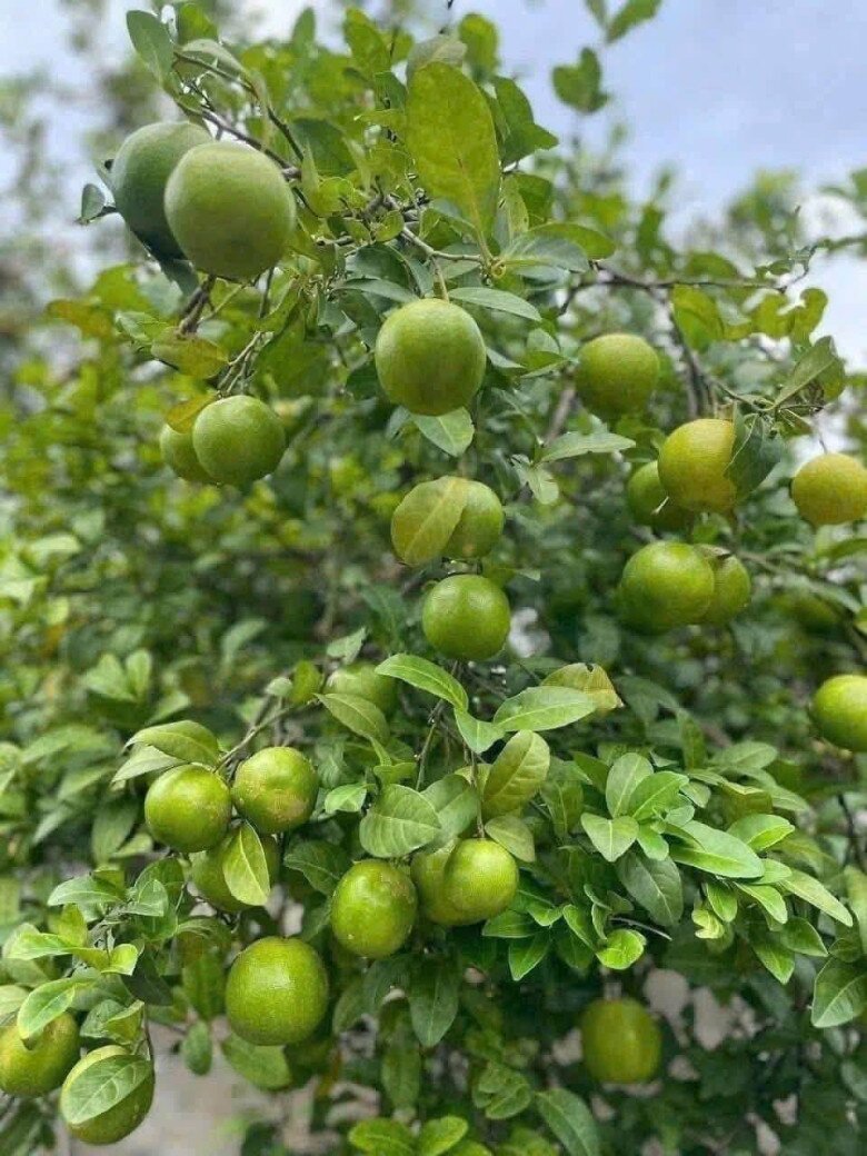 Loại quả tốt trên thế giới, Việt Nam trồng bạt ngàn thu hoạch nhiều năm bán 25.000 đ/kg, tốt cho sức khỏe - 4