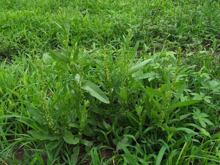 Cây dại mọc bờ mương nay thành đặc sản nổi tiếng, trồng 3 tháng cho thu hoạch, giá 60.000 đồng/kg được ưa chuộng ở thành phố - 3