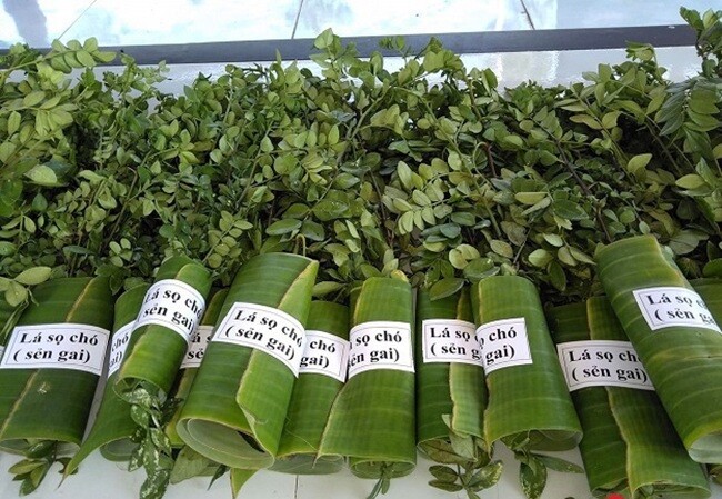 Cây dại mọc bờ rào nay thành đặc sản nổi tiếng, trồng một lần thu hoạch nhiều năm, giá 150.000 đ/kg được ưa chuộng ở thành phố - 2
