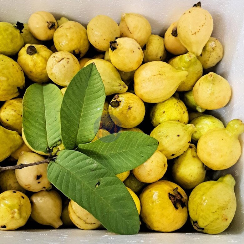 Loại quả mọc bờ rào xưa chín rụng đầy, nay thành đặc sản được ưa chuộng giá 60.000 đ/kg, trồng một lần thu hoạch nhiều năm - 3