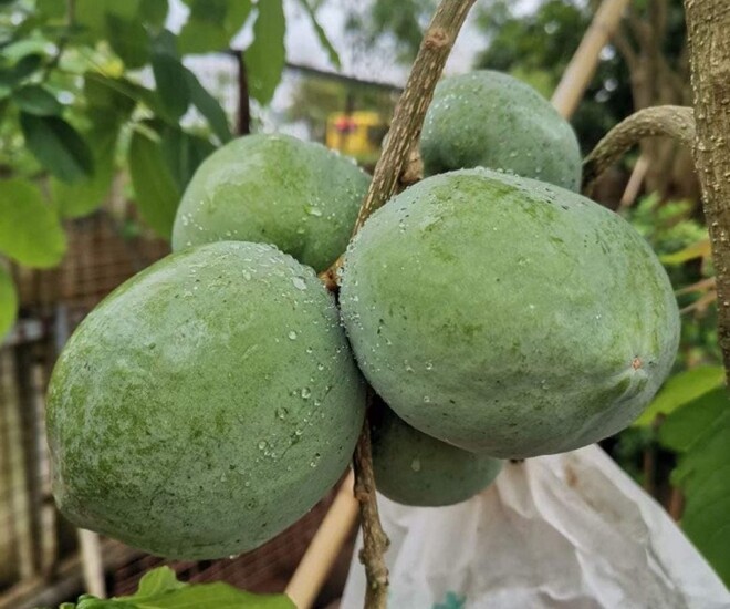 Loại quả xưa không ai biết đến, nay thành đặc sản ở thành phố giá 170.000 đ/kg, trồng một lần thu hoạch nhiều năm - 1