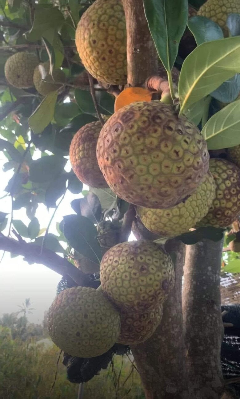 Loại quả mọc bờ rào xưa chín rụng đầy nay thành đặc sản 90.000 đ/kg, trồng một lần thu hoạch nhiều năm, người thành phố ưa chuộng - 3