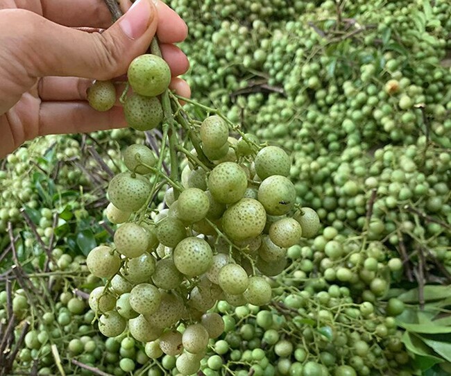 Loại quả mọc bờ rào xưa chín rụng đầy nay thành đặc sản 180.000 đ/kg, trồng một lần thu hoạch nhiều năm, du khách thích thú - 4