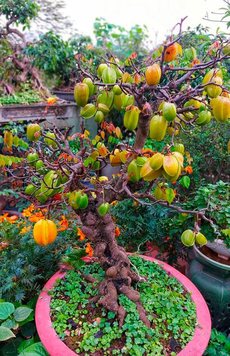 Cây ăn quả quen thuộc lên chậu thành bonsai được ưa chuộng, có cây giá 6 tỷ đồng, mang lại may mắn và tài lộc - 2