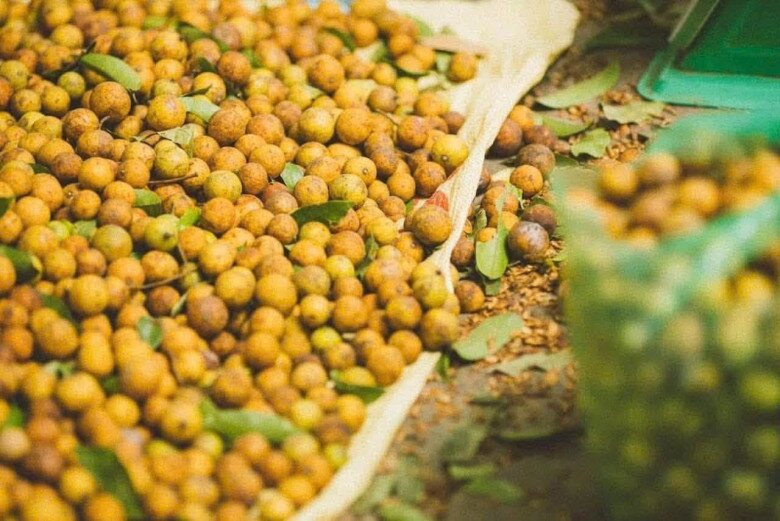 Loại quả xưa chín rụng đầy, nay thành đặc sản ở thành phố giá 80.000 đ/kg, trồng một lần thu hoạch nhiều năm - 4