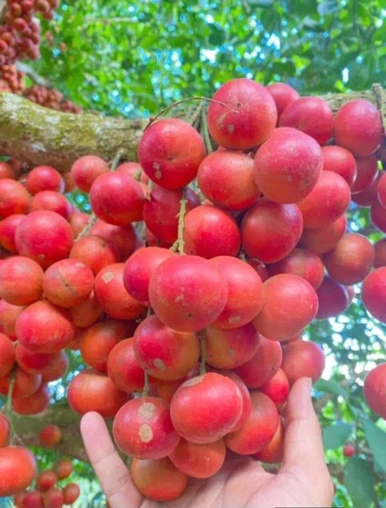 Loại quả xưa chín rụng đầy gốc, nay thành đặc sản được ưa chuộng giá 55.000 đ/kg, trồng một lần thu hoạch nhiều năm - 4