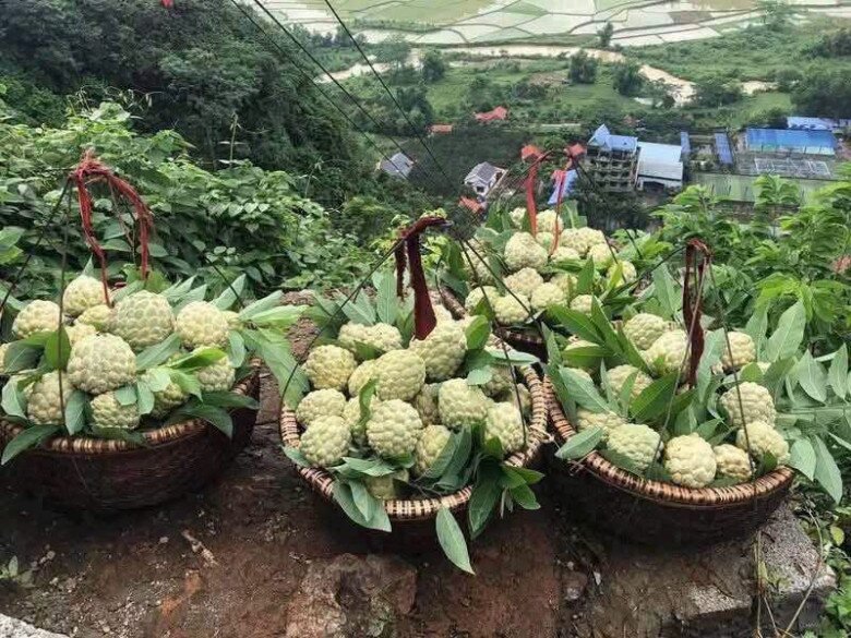 Loại quả tốt trên thế giới, Việt Nam trồng khắp nơi thành đặc sản được ưa chuộng giá 200.000 đ/kg, thu hoạch nhiều năm - 2