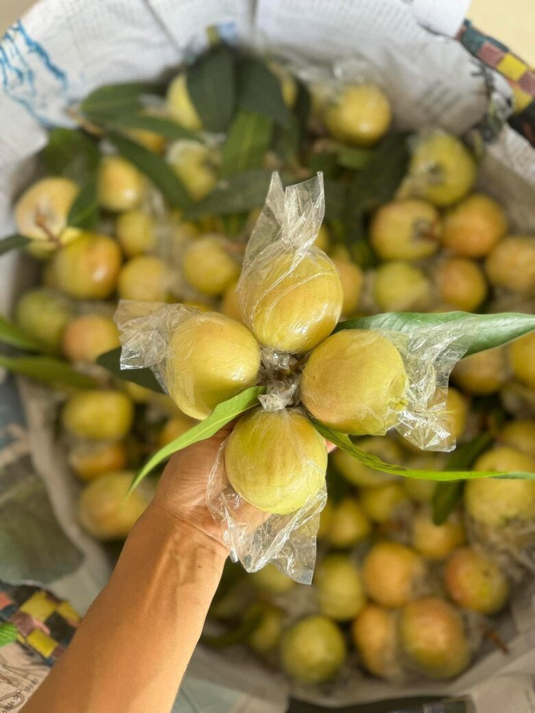 Loại quả xưa chín rụng đầy nay thành đặc sản giá 180.000 đ/kg, trồng một lần thu hoạch nhiều năm, du khách săn lùng - 2