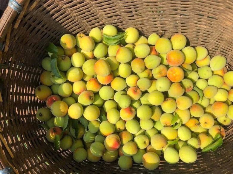 Loại quả xưa chín rụng đầy gốc, nay thành đặc sản ở thành phố giá 90.000 đ/kg, trồng một lần thu hoạch nhiều năm - 2
