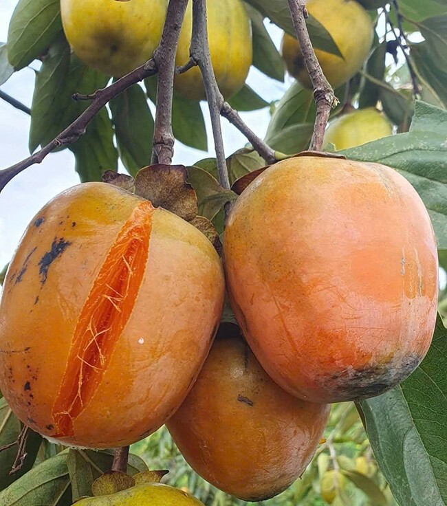 Loại quả xưa chín rụng đầy gốc nay thành đặc sản 140.000 đ/kg, trồng một lần thu hoạch nhiều năm, người thành phố ưa chuộng - 2