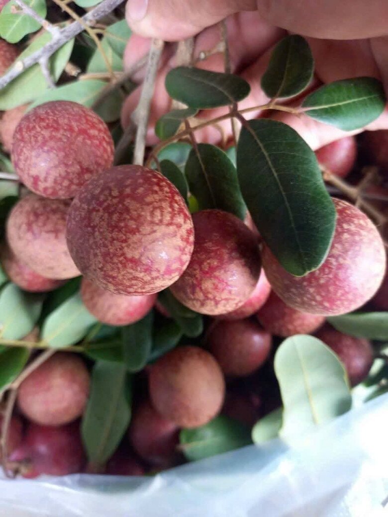 Loại quả mọc bờ rào xưa không ai biết đến nay thành đặc sản 65.000 đ/kg, trồng một lần thu hoạch nhiều năm, người thành phố ưa chuộng - 3