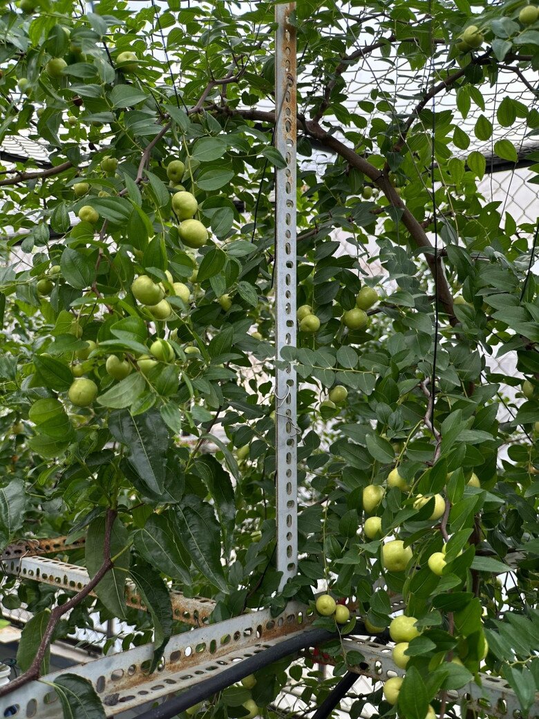 Loại quả xưa chín rụng đầy, nay thành đặc sản ở thành phố giá 200.000 đ/kg, trồng một lần thu hoạch nhiều năm - 4