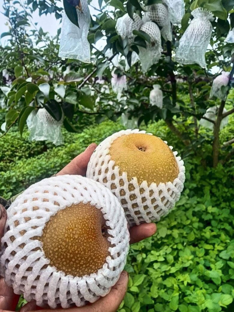 Loại quả tốt trên thế giới, Việt Nam trồng bạt ngàn thu hoạch nhiều năm bán giá rẻ, tốt cho sức khỏe - 4