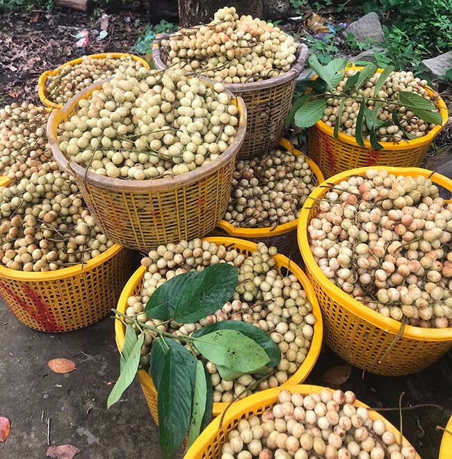 Loại quả đặc sản Cần Thơ xưa chín rụng đầy nay bán 40.000 đ/kg, trồng một lần thu hoạch nhiều năm, du khách thích mê - 4