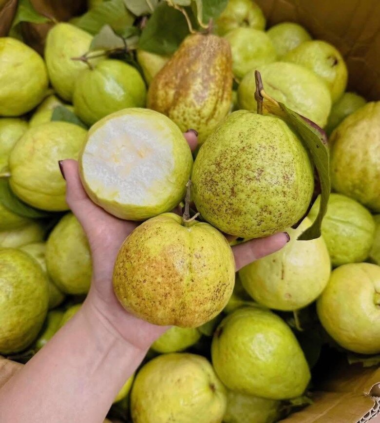 Loại quả xưa chín rụng đầy gốc, nay thành đặc sản ở thành phố giá 45.000 đ/kg, trồng một lần thu hoạch nhiều năm - 3