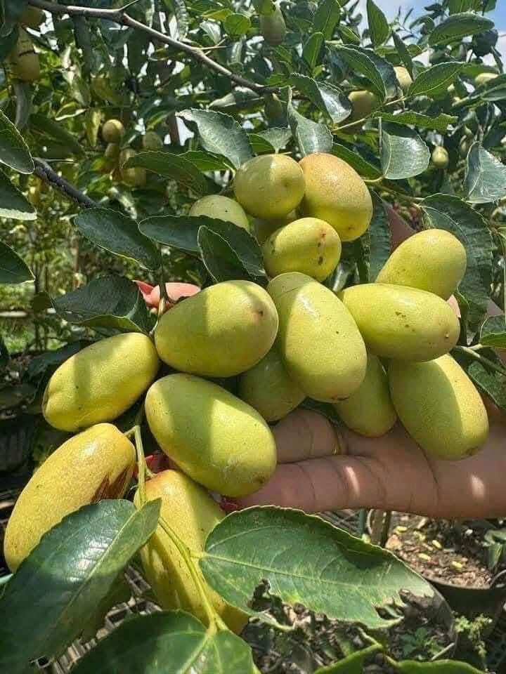 Loại quả xưa không ai ngó ngàng nay thành đặc sản nổi tiếng, trồng một lần thu hoạch nhiều năm, 200.000 đ/kg - 2