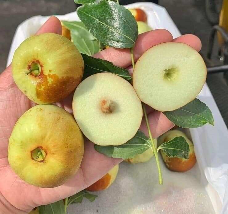 Loại quả xưa chín rụng đầy, nay thành đặc sản ở thành phố giá 200.000 đ/kg, trồng một lần thu hoạch nhiều năm - 2
