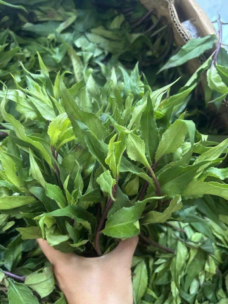 Cây dại mọc bờ rào nay thành đặc sản nổi tiếng, trồng 2 tháng cho thu hoạch, giá 80.000 đồng/kg được người thành phố ưa chuộng - 3
