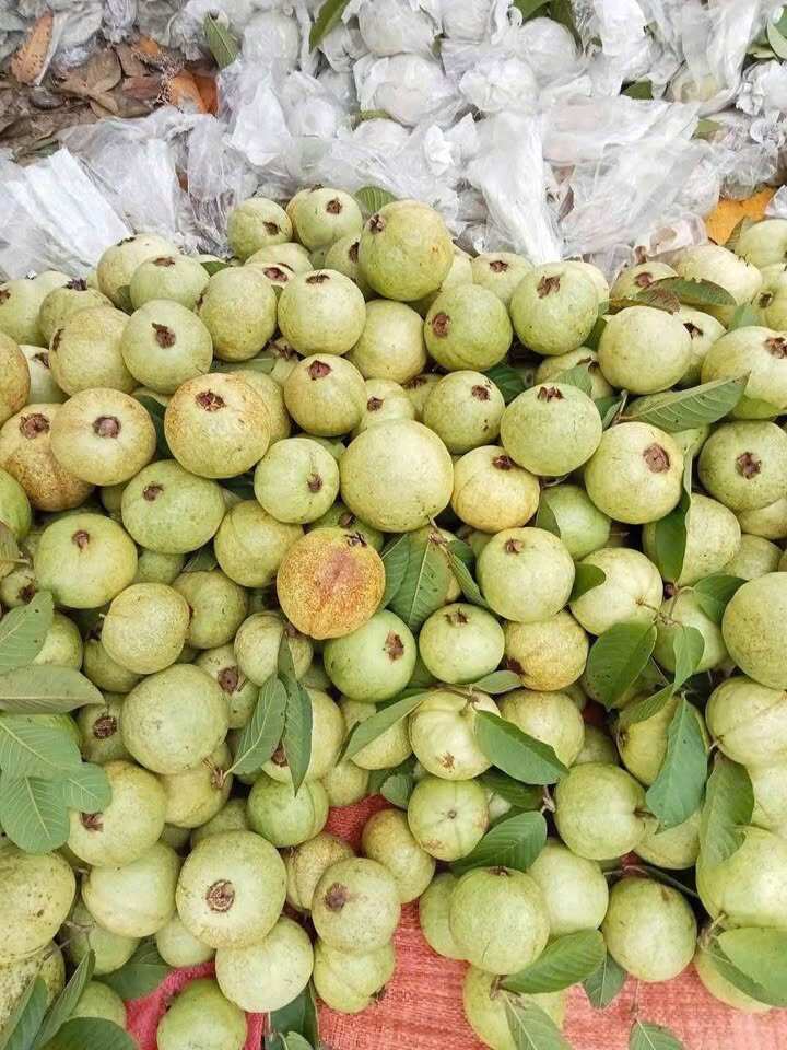 Loại quả tốt trên thế giới, Việt Nam trồng bạt ngàn thành đặc sản chỉ từ 10.000 đ/kg, thu hoạch nhiều năm - 3