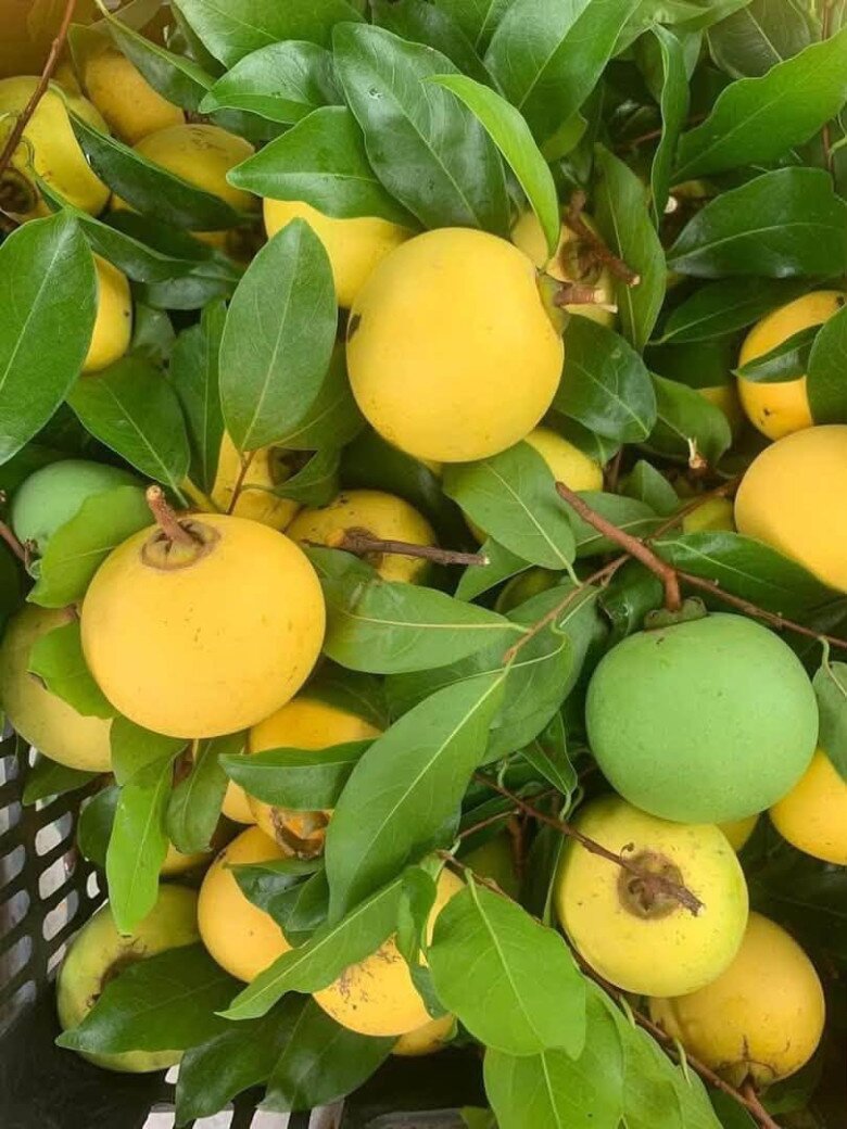 Loại quả xưa chín rụng đầy nay thành đặc sản giá 100.000 đ/kg, trồng một lần thu hoạch nhiều năm, người thành phố thích mê - 4