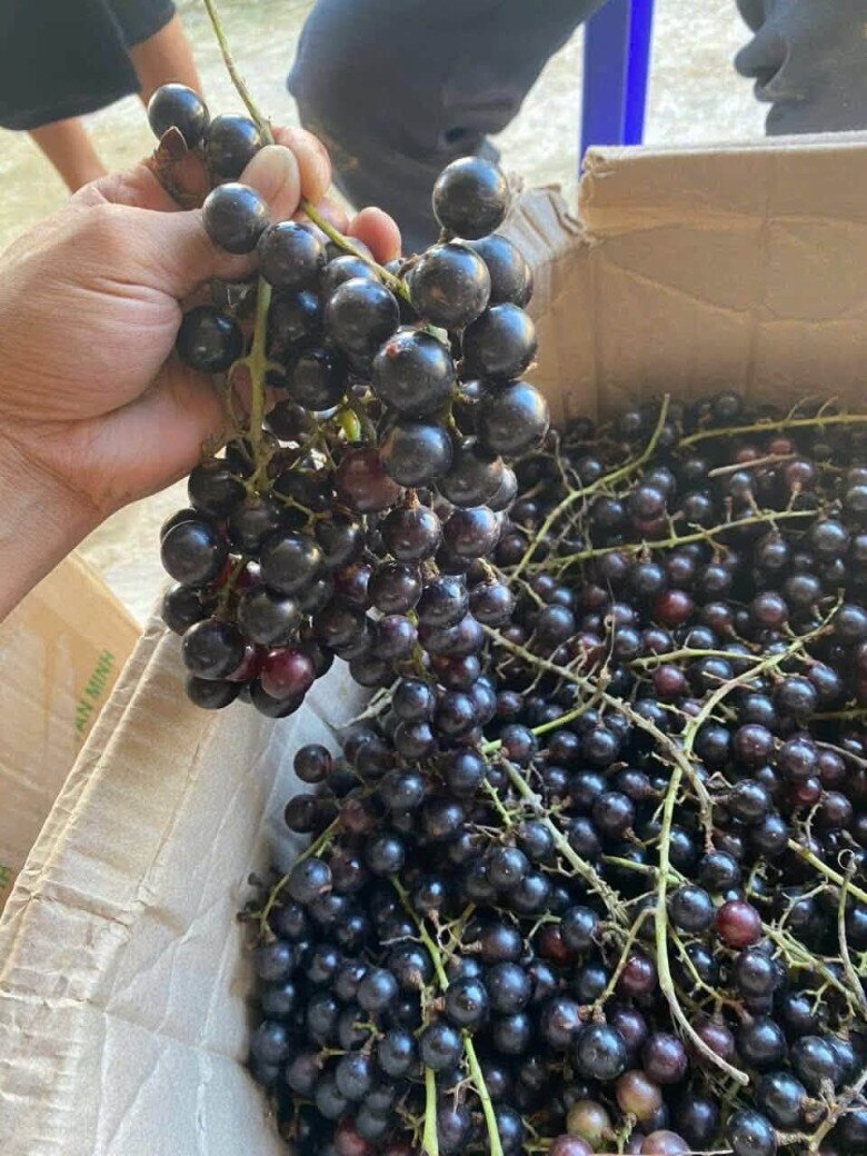 Loại quả xưa chín rụng đầy nay thành đặc sản giá 120.000 đ/kg, trồng một lần thu hoạch nhiều năm, người thành phố săn lùng - 3