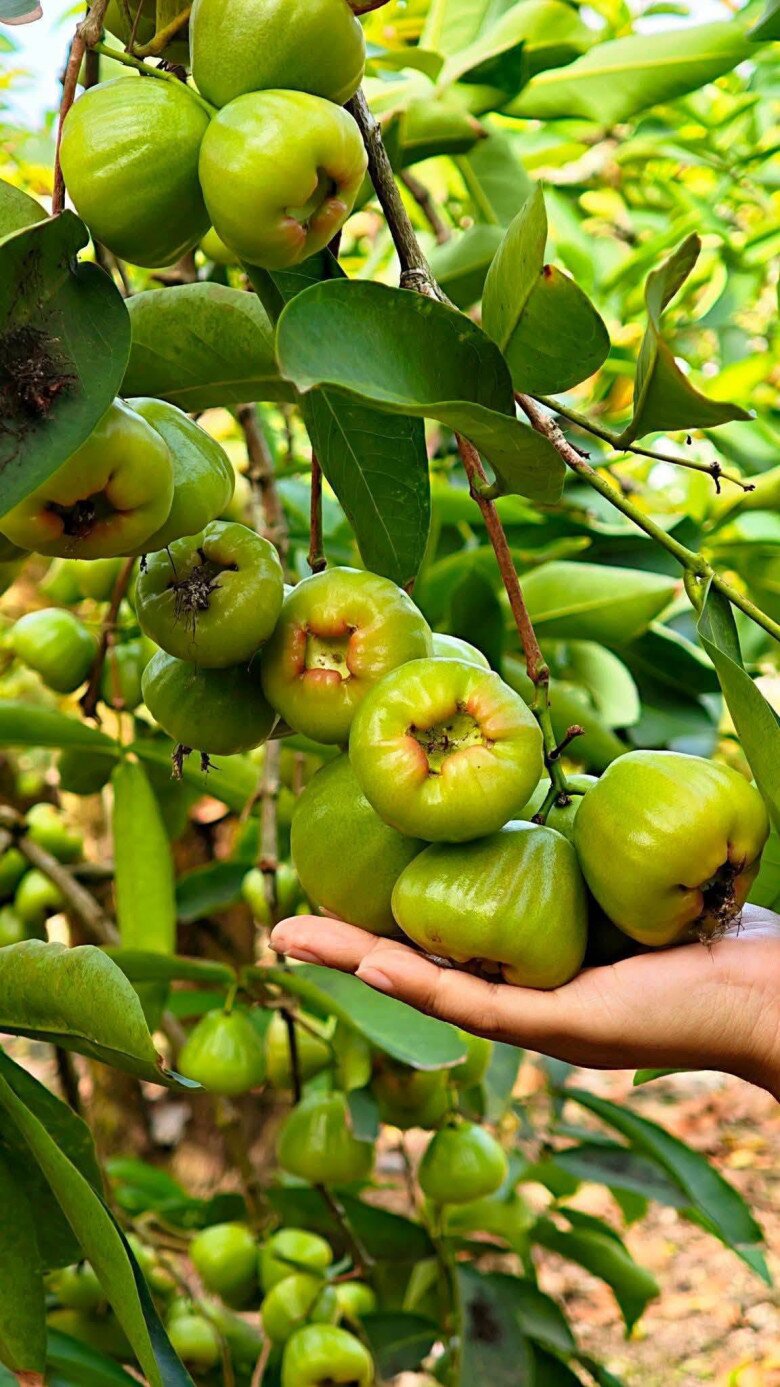 Loại quả mọc bờ rào xưa chín rụng đầy gốc nay thành đặc sản 90.000 đ/kg, trồng một lần thu hoạch nhiều năm, người thành phố ưa chuộng - 2