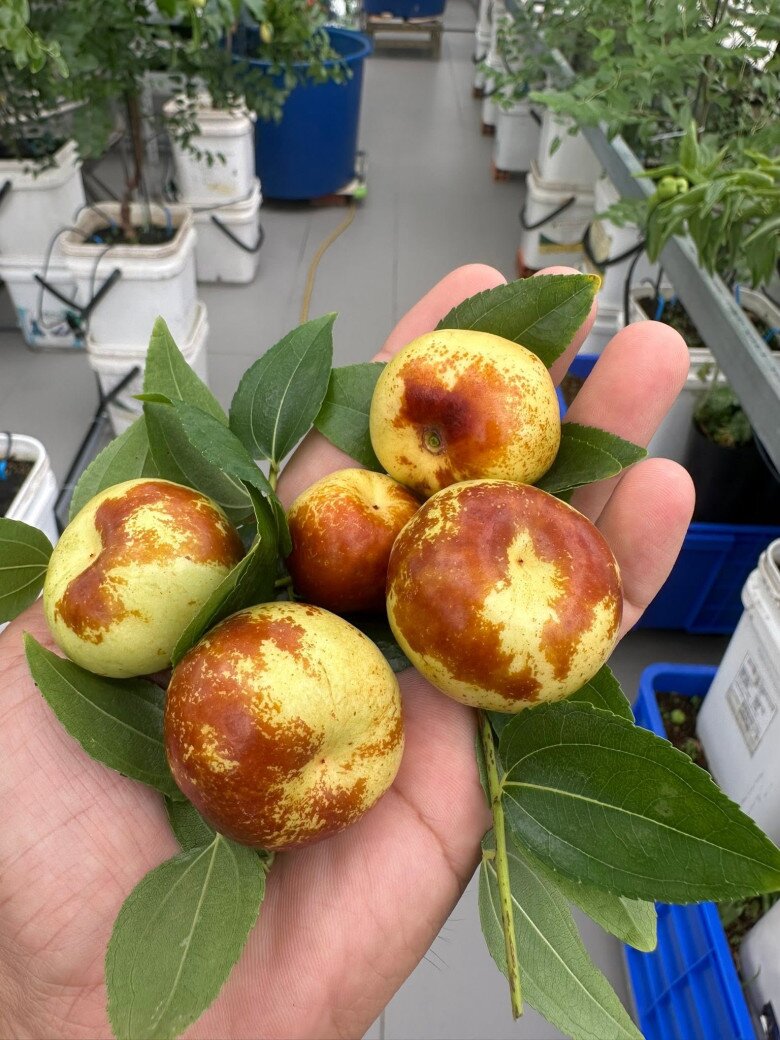 Loại quả xưa chín rụng đầy, nay thành đặc sản ở thành phố giá 200.000 đ/kg, trồng một lần thu hoạch nhiều năm - 3