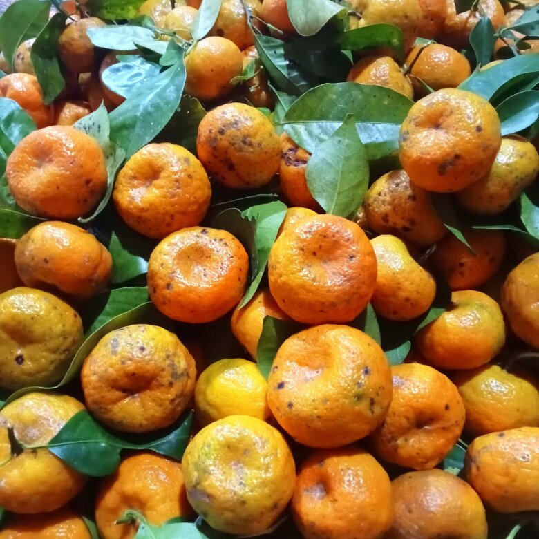 Loại quả xưa chín rụng đầy gốc, nay thành đặc sản ở thành phố giá 40.000 đ/kg, trồng một lần thu hoạch nhiều năm - 4