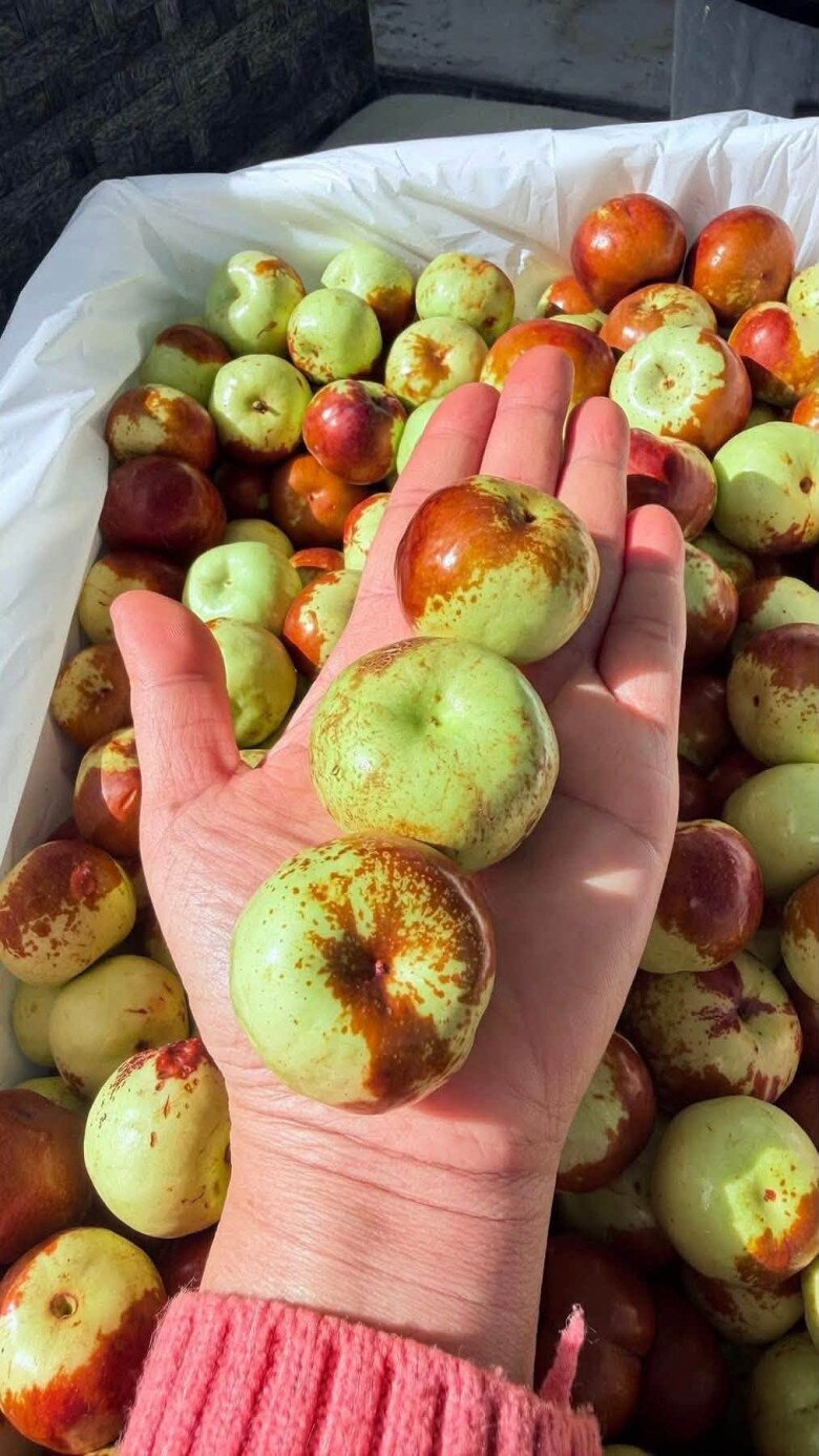 Loại quả xưa chín rụng đầy, nay thành đặc sản ở thành phố giá 200.000 đ/kg, trồng một lần thu hoạch nhiều năm - 5