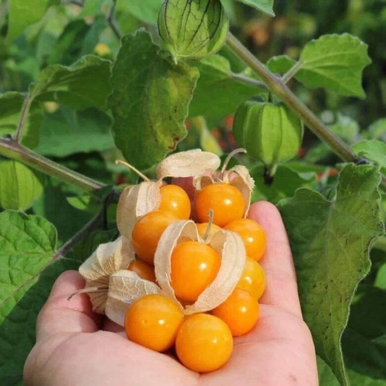 Loại quả mọc bờ rào xưa chín rụng đầy nay bán 250.000 đ/kg, thành đặc sản tốt cho sức khỏe, trồng một lần thu hoạch nhiều năm - 4