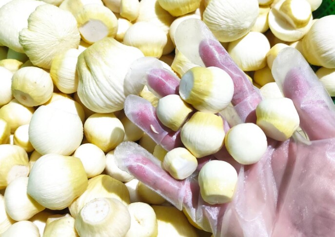 Món xưa dành cho amp;#34;nhà nghèoamp;#34; nay thành đặc sản được ưa chuộng giá 300.000 đ/kg, hương vị đặc biệt, tốt cho sức khỏe - 3