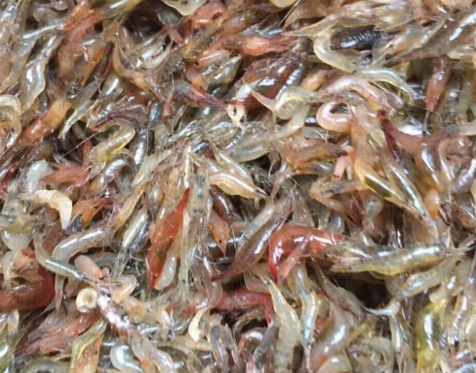 Đặc sản mỗi năm chỉ có một mùa, xưa dành cho amp;#34;người nghèoamp;#34; nay được ưa chuộng ở thành phố giá 150.000 đ/kg, tốt cho sức khỏe - 4