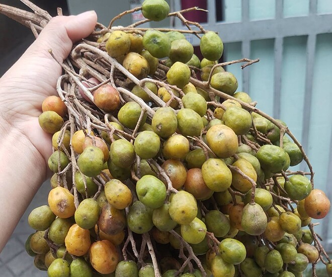 Loại quả mọc bờ rào xưa chín rụng đầy, nay thành đặc sản được ưa chuộng giá 50.000 đ/kg, trồng một lần thu hoạch nhiều năm - 1