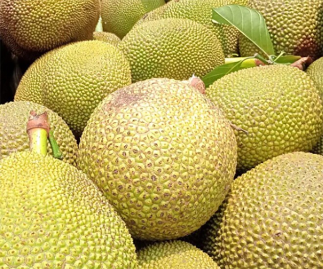 Loại quả mọc bờ rào xưa chín rụng đầy nay thành đặc sản 75.000 đ/kg, trồng một lần thu hoạch nhiều năm, được ưa chuộng ở thành phố - 1