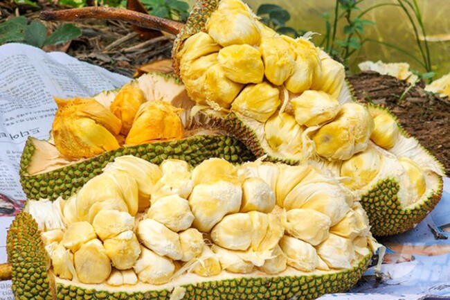 Loại quả xưa ít người biết đến, nay thành đặc sản nổi tiếng khắp nơi giá 80.000 đ/kg, trồng một lần thu hái nhiều năm - 2