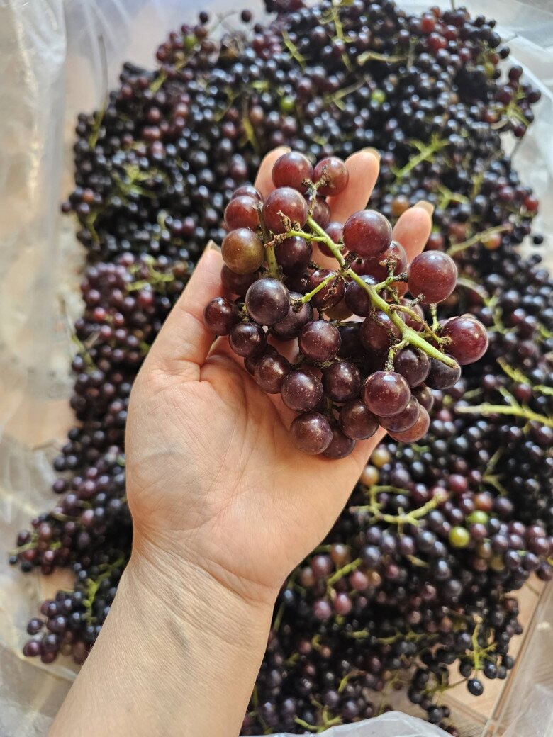 Loại quả xưa chín rụng đầy nay thành đặc sản giá 120.000 đ/kg, trồng một lần thu hoạch nhiều năm, người thành phố săn lùng - 4
