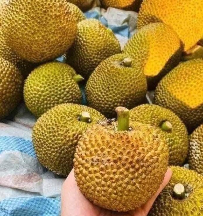 Loại quả mọc bờ rào xưa chín rụng đầy nay thành đặc sản 90.000 đ/kg, trồng một lần thu hoạch nhiều năm, người thành phố ưa chuộng - 4