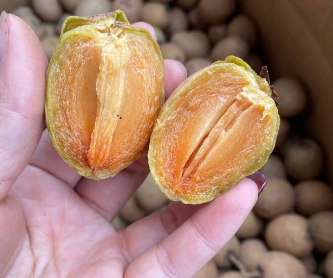 Loại quả xưa chín rụng đầy gốc, nay thành đặc sản được ưa chuộng giá 45.000 đ/kg, trồng một lần thu hoạch nhiều năm - 3