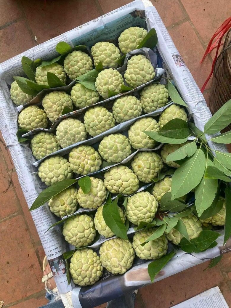 Loại quả xưa chín rụng đầy nay thành đặc sản 120.000 đ/kg, trồng một lần thu hoạch nhiều năm, tốt cho sức khỏe - 3