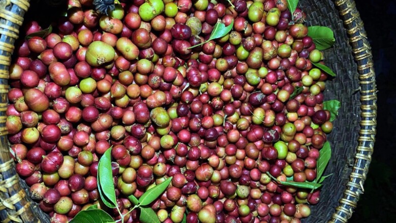 Loại quả xưa chín rụng đầy nay thành đặc sản 35.000 đ/kg, trồng một lần thu hoạch nhiều năm, du khách thích mê - 2