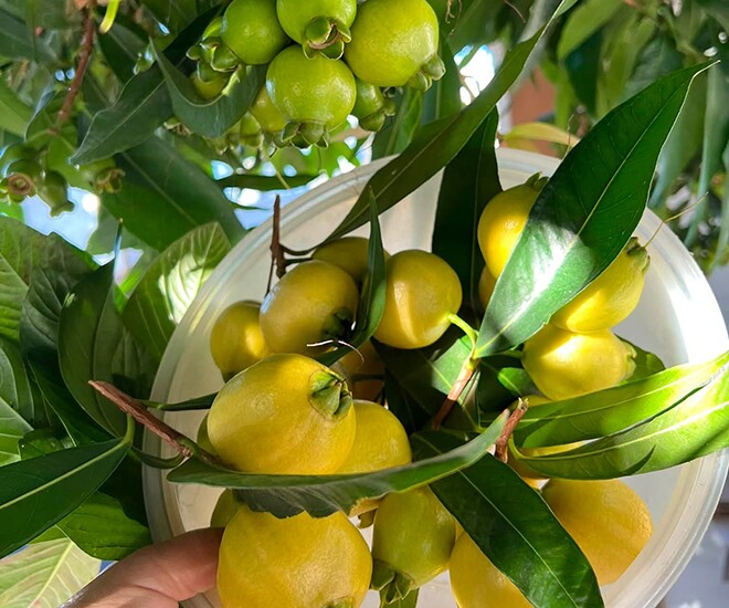 Loại quả xưa chín rụng đầy nay thành đặc sản giá 180.000 đ/kg, trồng một lần thu hoạch nhiều năm, du khách săn lùng - 1