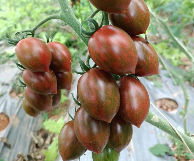 Loại quả xưa không ai biết đến nay thành đặc sản giá 100.000 đ/kg, trồng một lần thu hoạch nhiều năm, tốt cho sức khỏe - 1