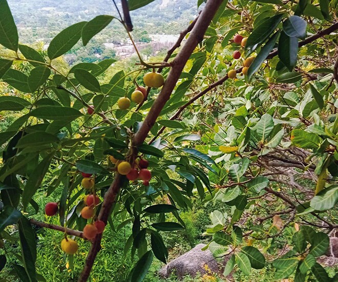 Loại quả xưa chín rụng đầy nay thành đặc sản 35.000 đ/kg, trồng một lần thu hoạch nhiều năm, du khách thích mê - 1