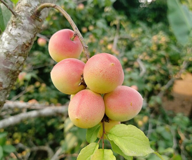 Loại quả xưa chín rụng đầy nay thành đặc sản 70.000 đ/kg, trồng một lần thu hoạch nhiều năm, du khách thích mê - 1